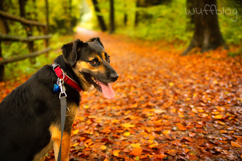 Hund im Herbstwald - Nala