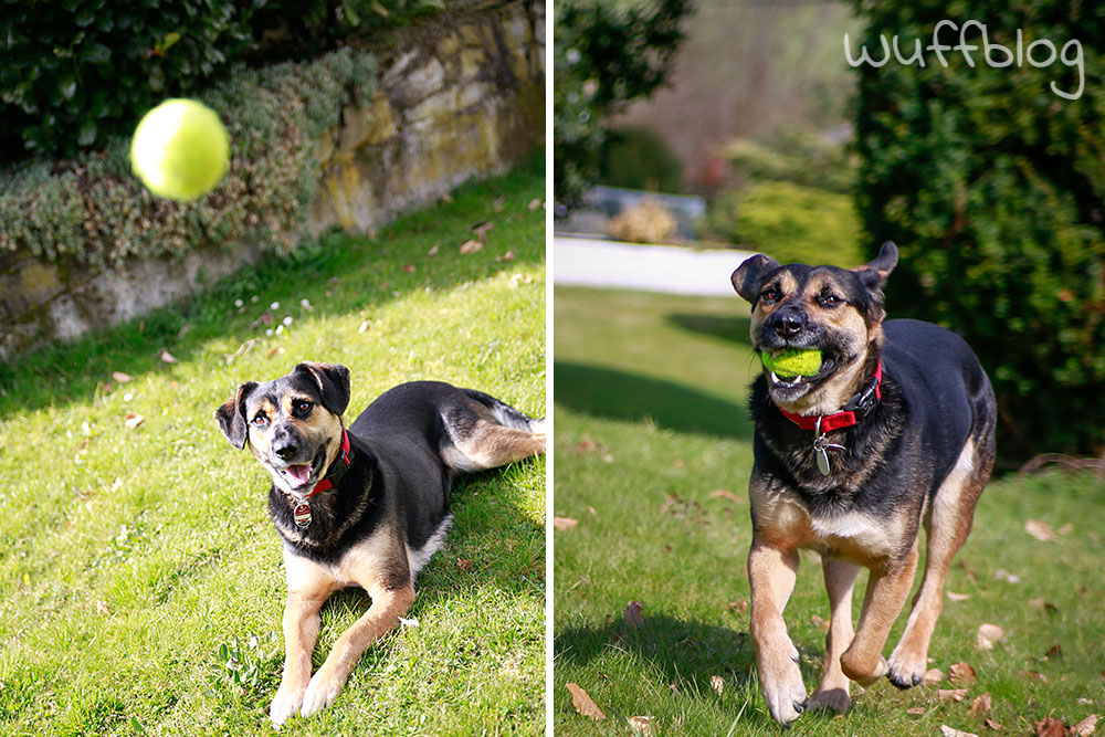 Hund spielt mit Tennisball - Nala