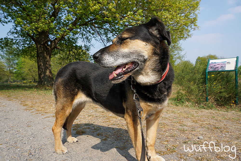Wandern mit Hund in der Wahner Heide: die Geisterbusch-Tour 19 Wandern mit Hund in der Wahner Heide