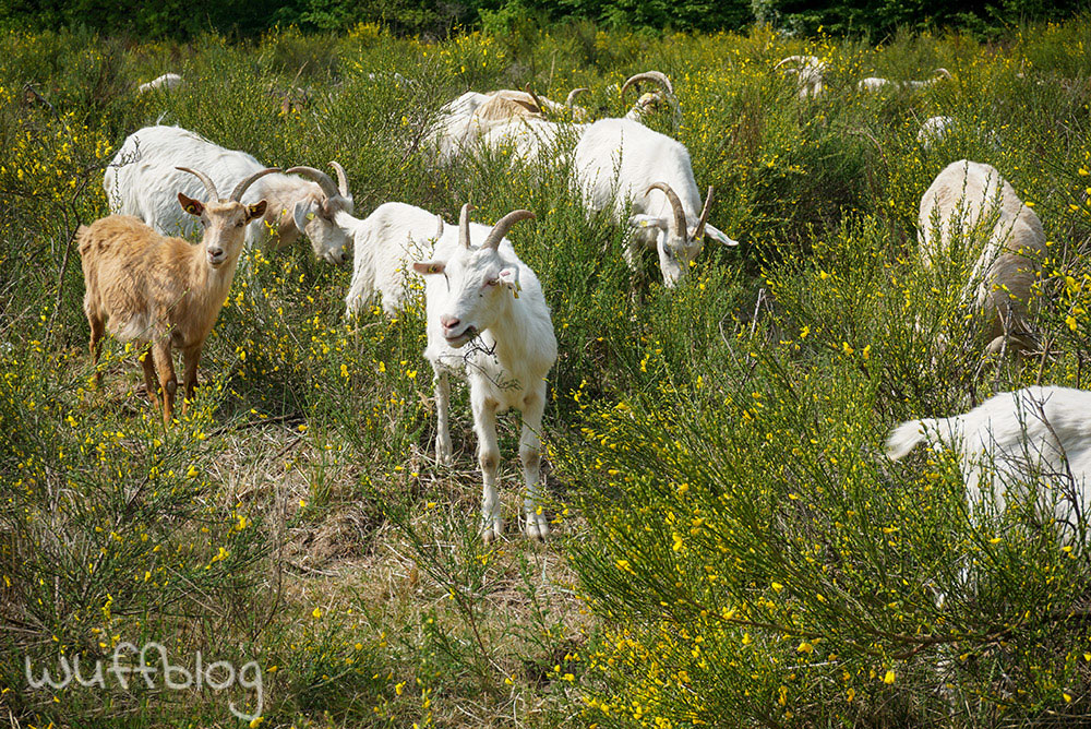 Wandern mit Hund in der Wahner Heide: die Geisterbusch-Tour 3 Ziegen in der Wahner Heide