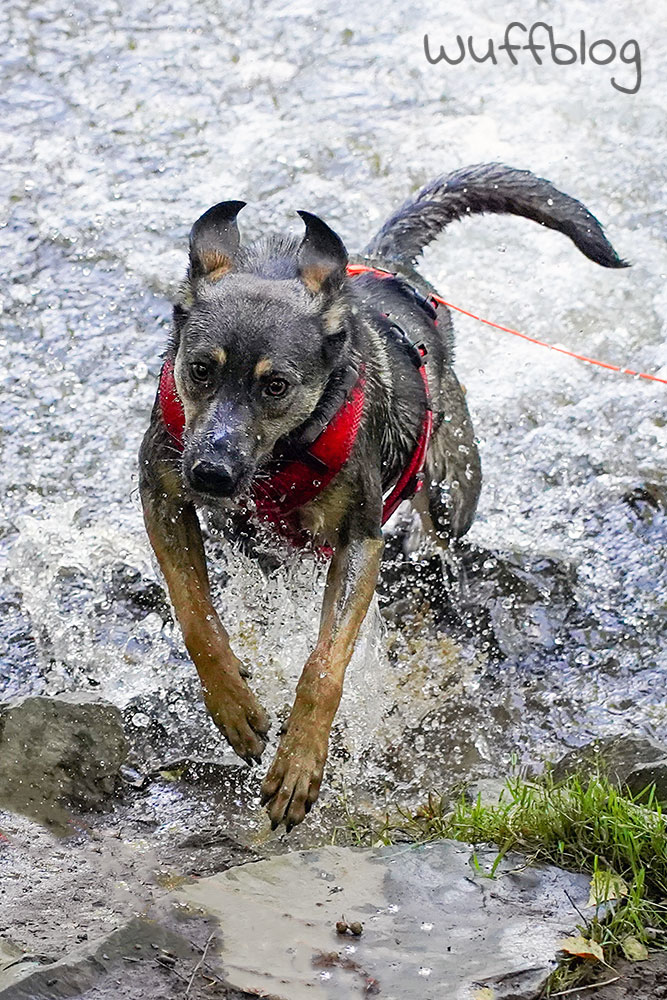 Hund im Fluss - Bonnie planscht