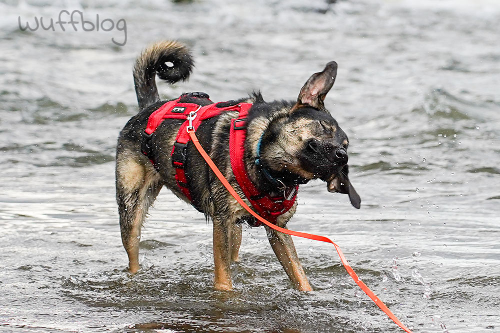 Bonnie schüttelt sich - Hund im Wasser