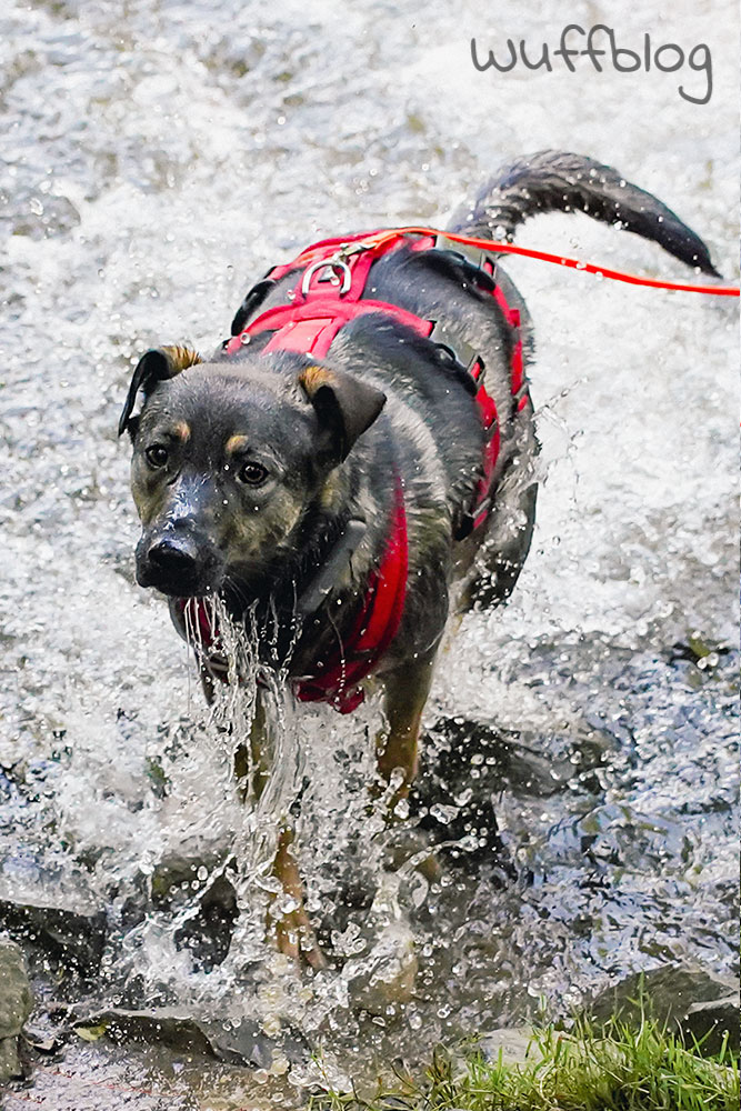 Hund im Fluss - Bonnie planscht