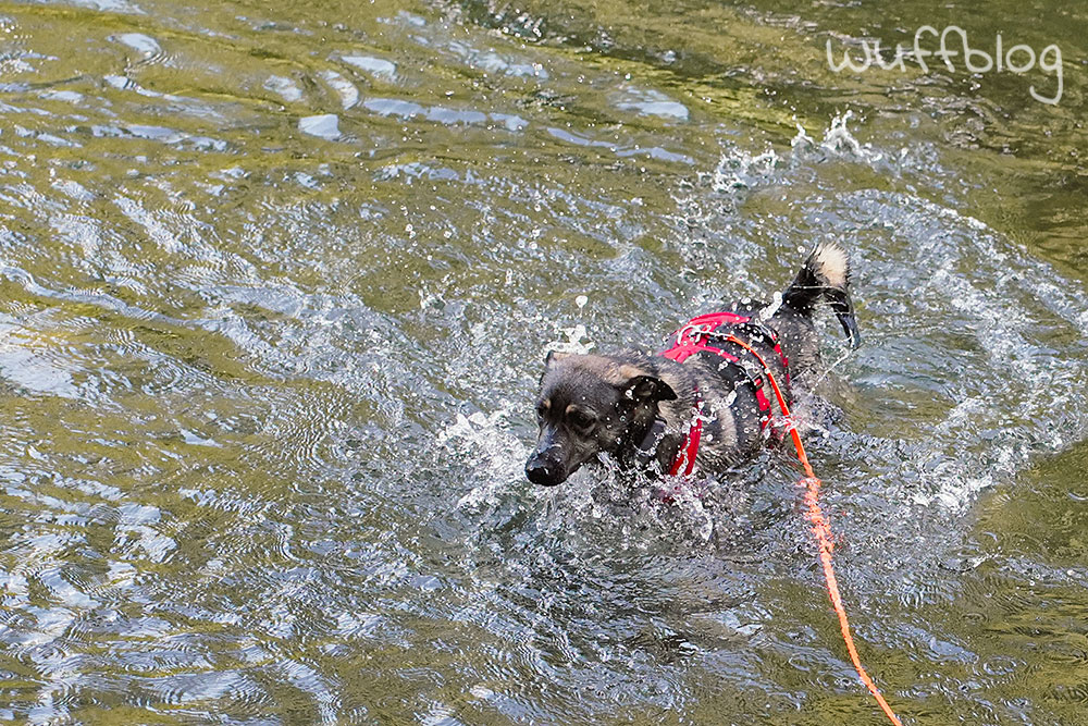 Hund im Fluss - Bonnie badet