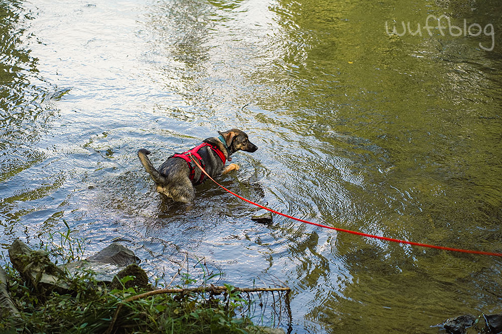 Bonnie badet im Fluss