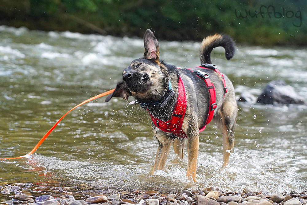 Nasser Hund schüttelt sich - Bonnie im Fluss