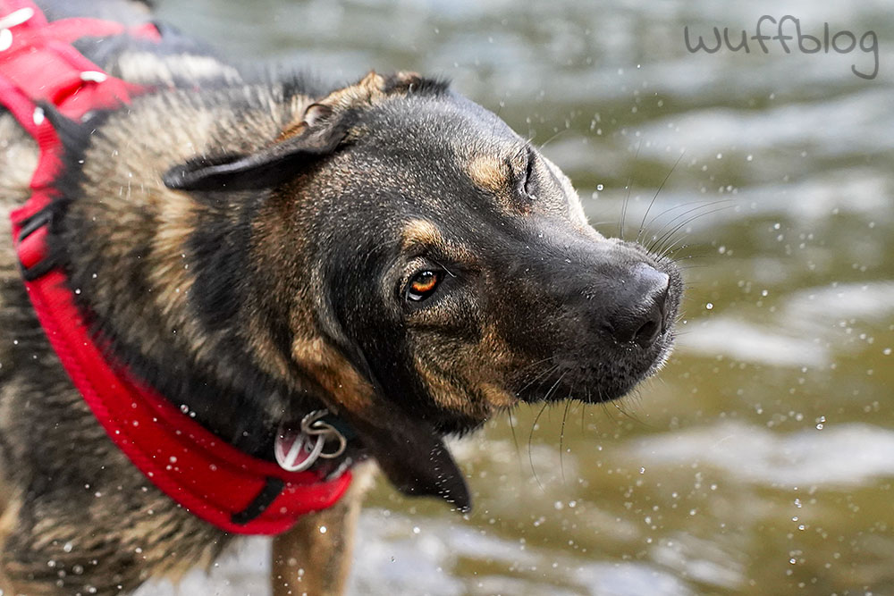 Nasser Hund schüttelt sich - Bonnie im Fluss