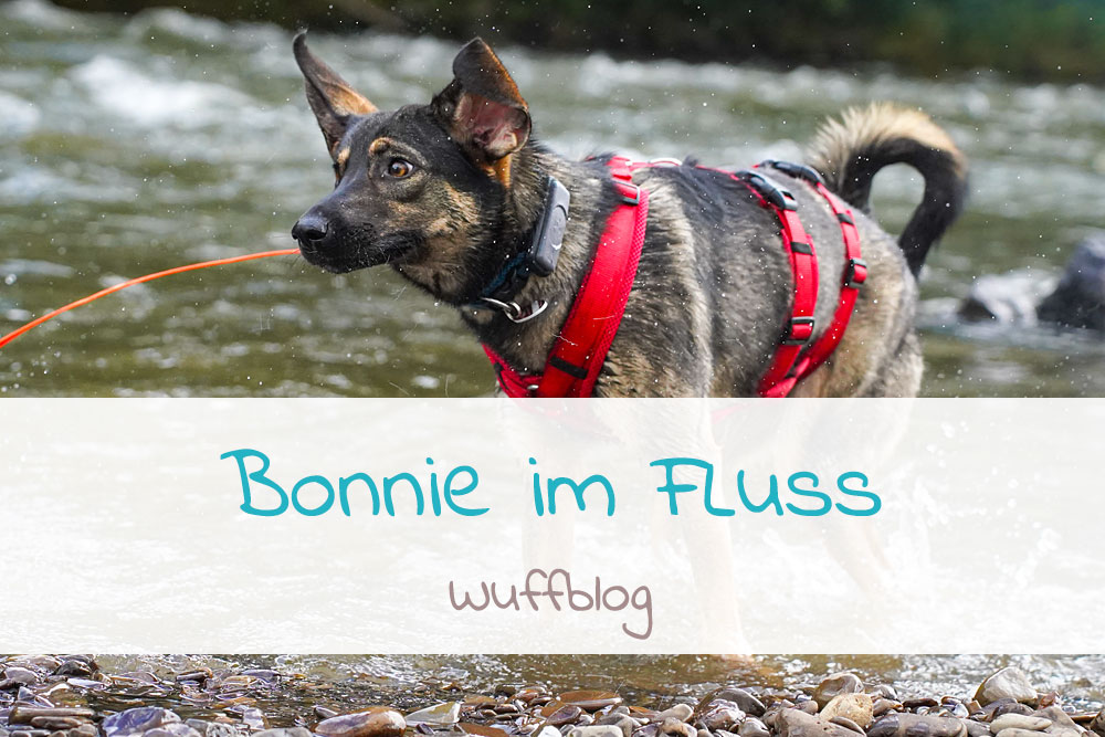 Bonnie im Fluss - Unser Hund planscht im Wasser