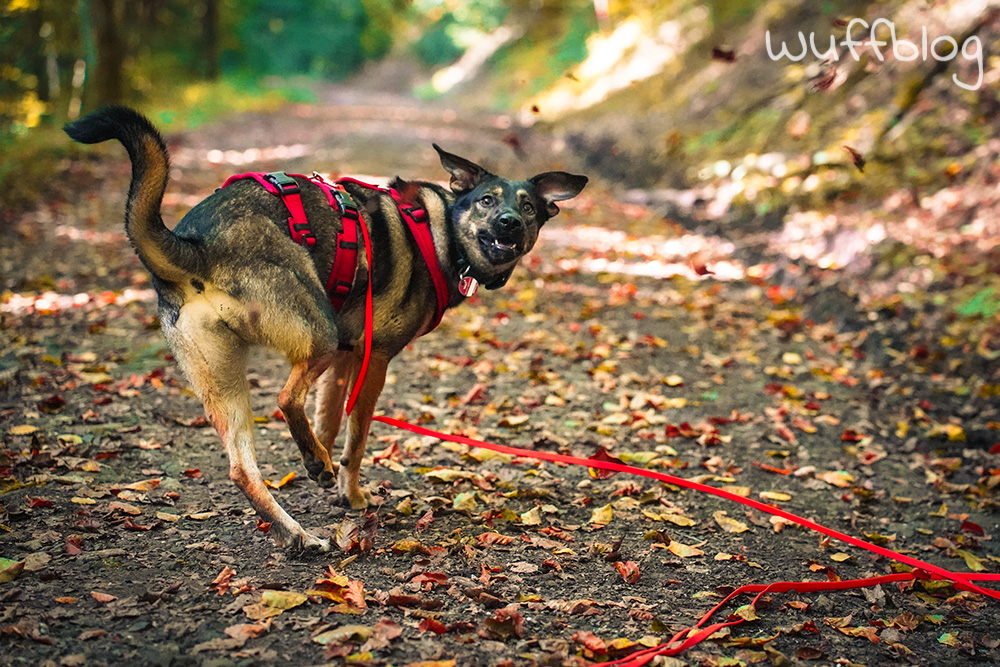 Hund im Herbstwald