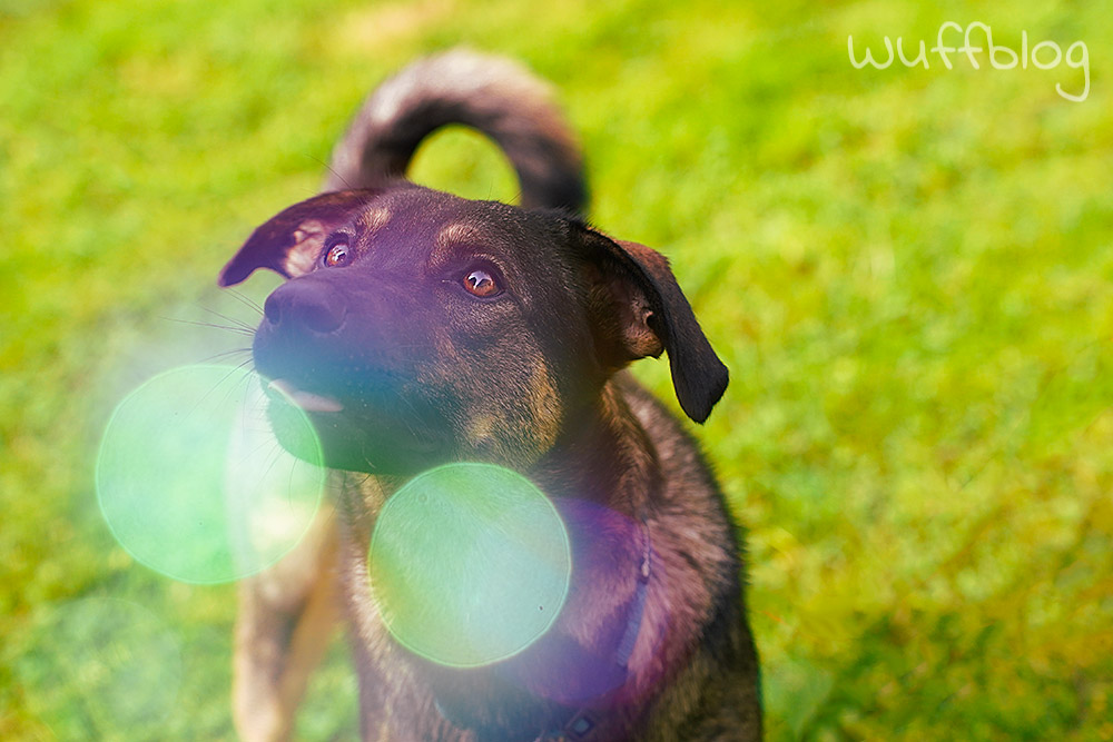 Hundefotos mit Seifenblasen