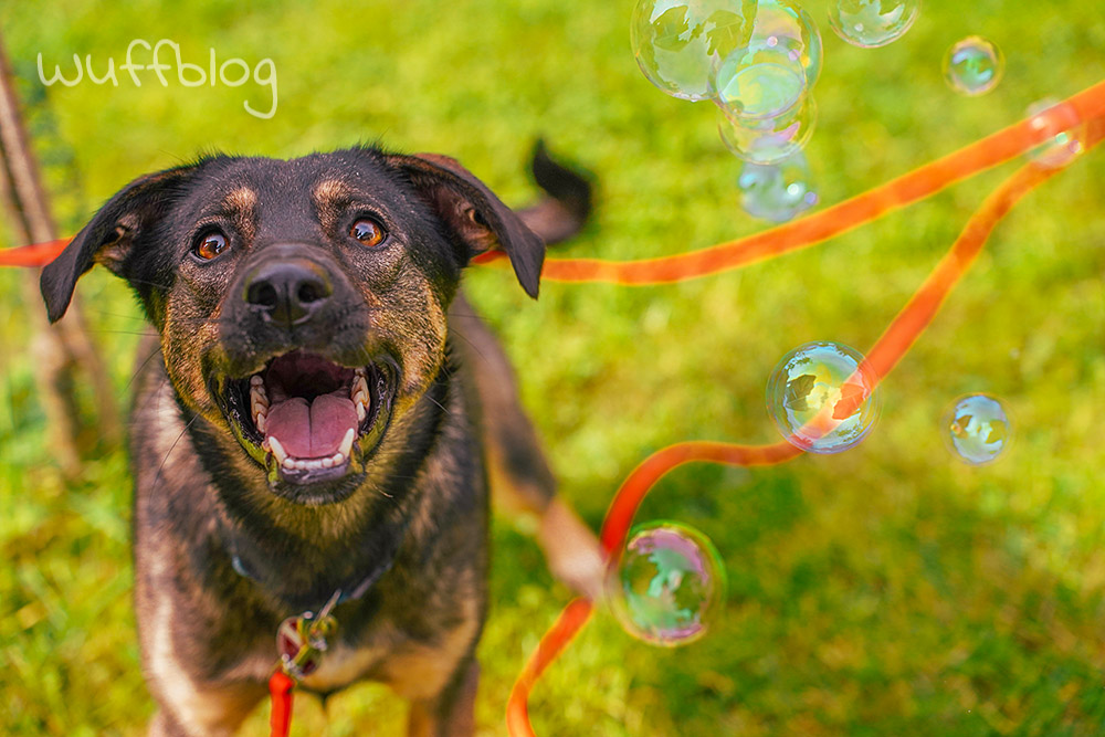 Hundefotografie mit Seifenblasen