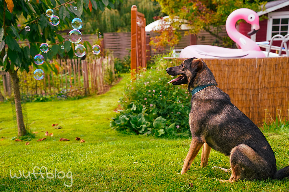 Unser Hund Bonnie spielt mit Seifenblasen