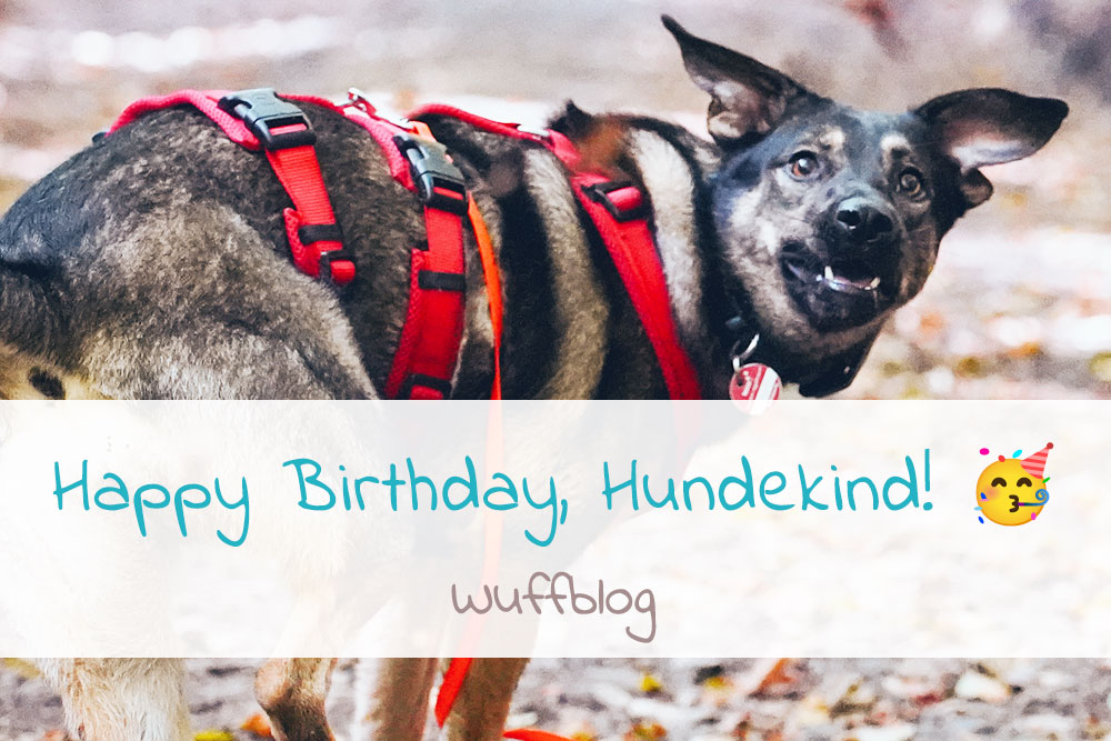 Happy Birthday, Hundekind!