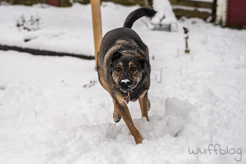Hund im Schnee - Bonnie im Januar 2024