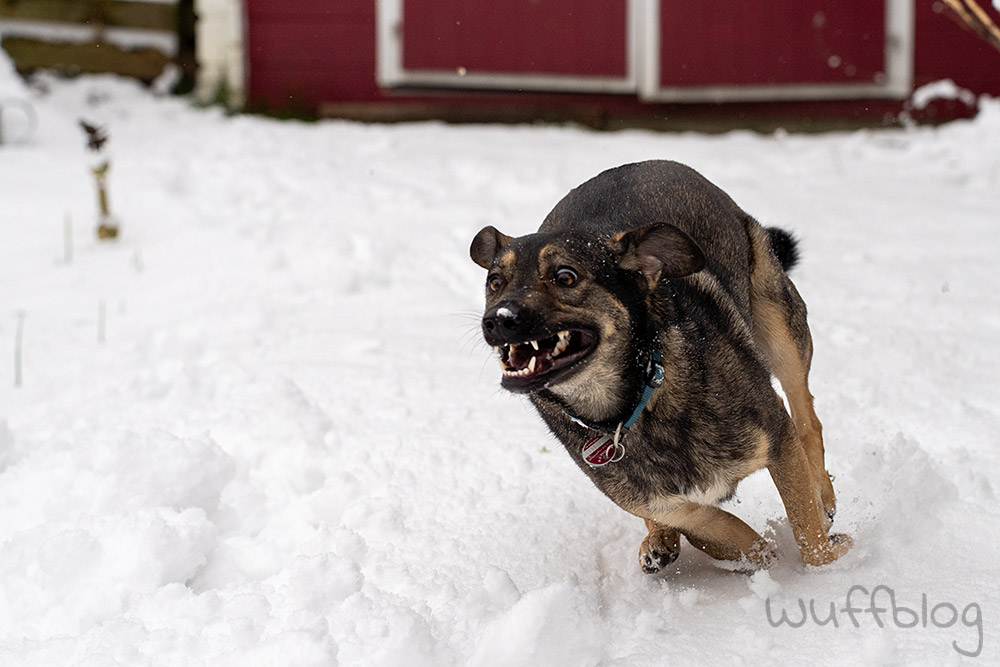 Hund im Schnee - Bonnie im Januar 2024