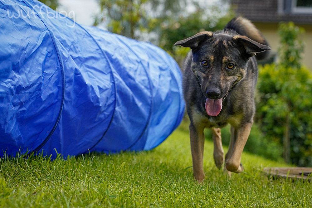 Training mit Bonnie