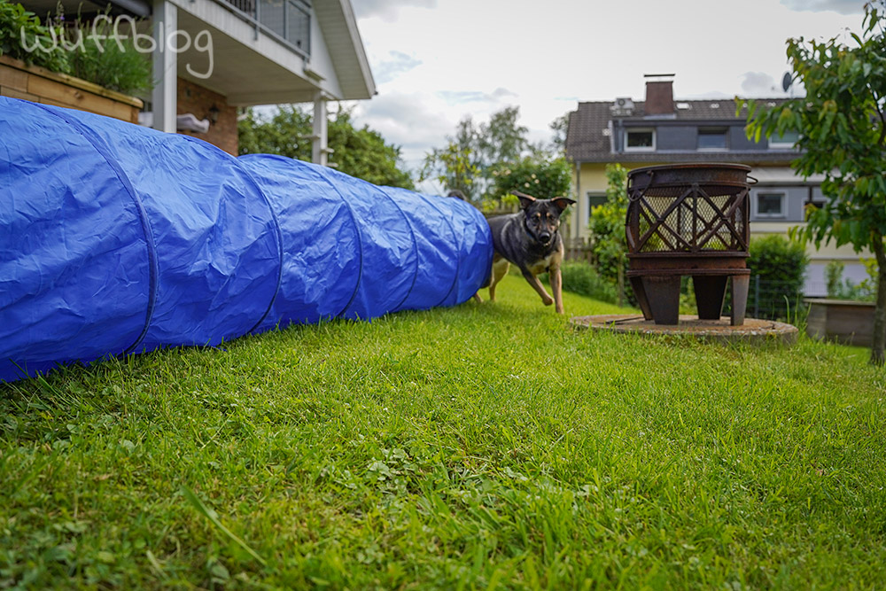 Training mit Bonnie: Agility-Tunnel