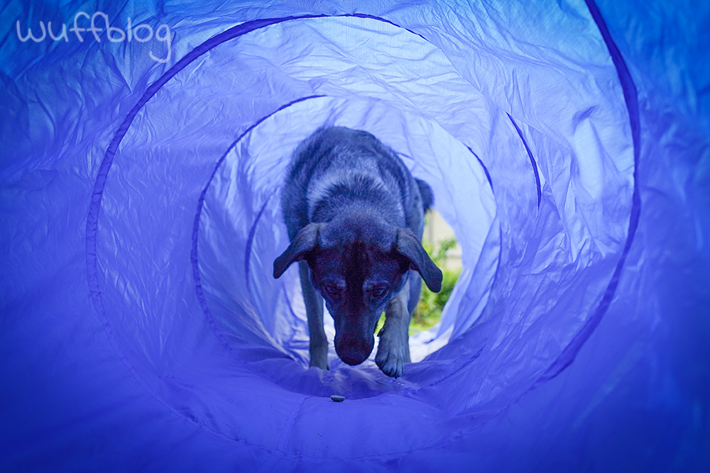 Bonnie im Hundetunnel