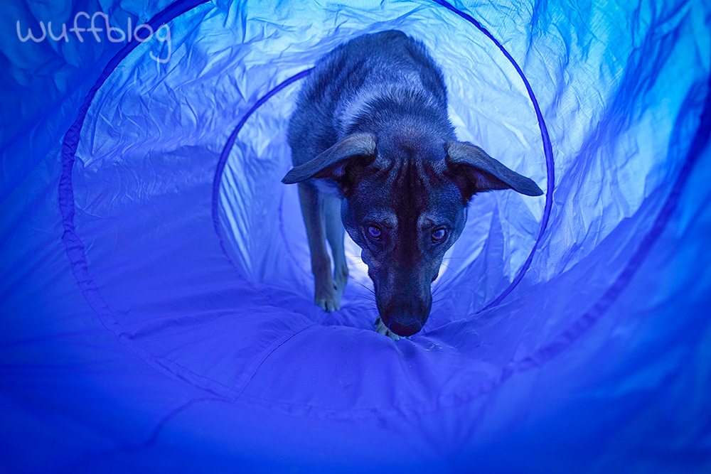 Bonnie im Hundetunnel