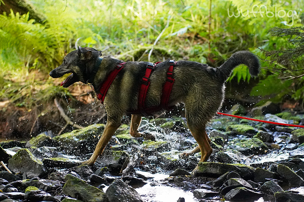 Bonnie im Bach