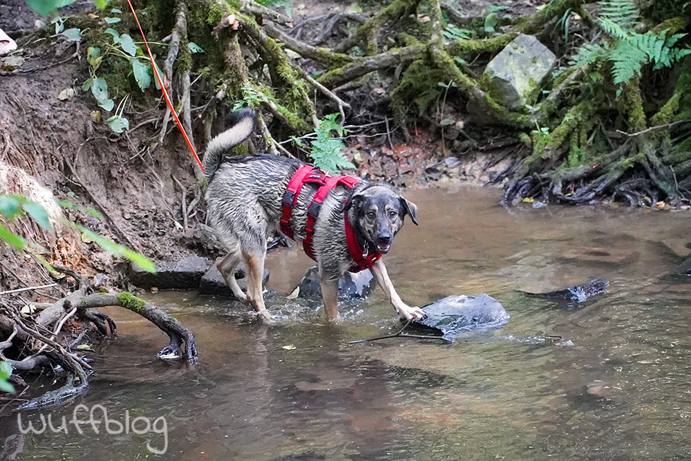 Bonnie im Bach