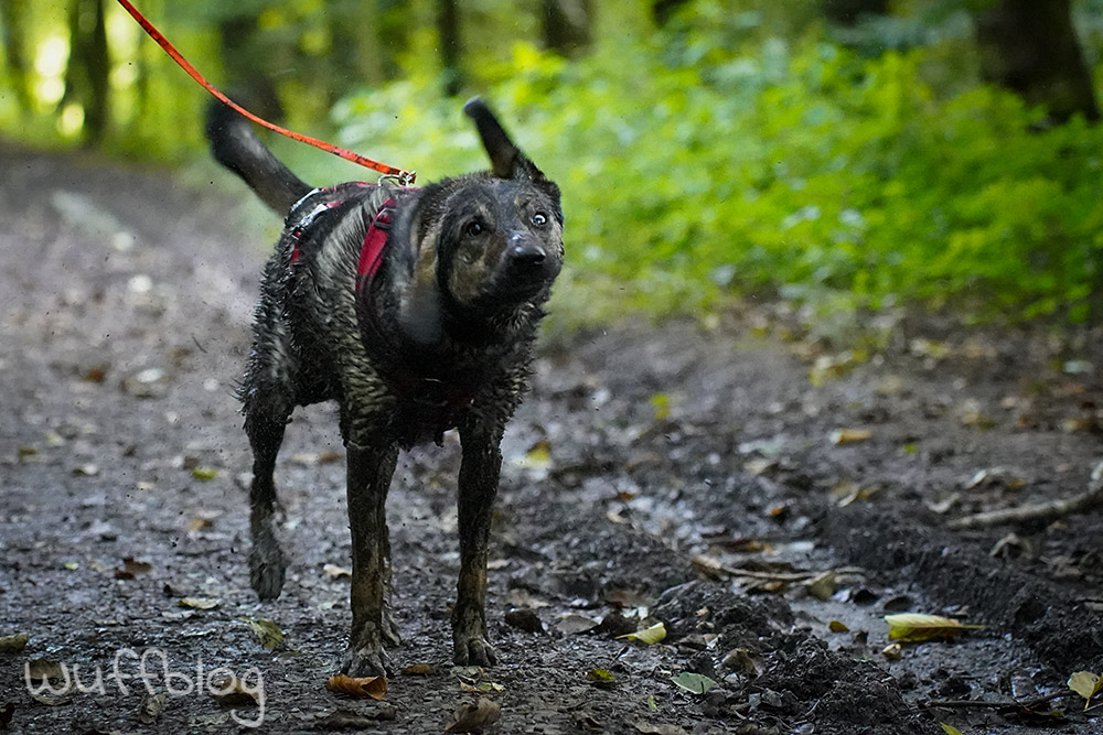 Bonnie im Matsch