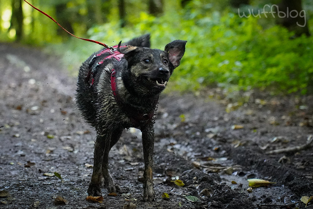 Bonnie im Matsch