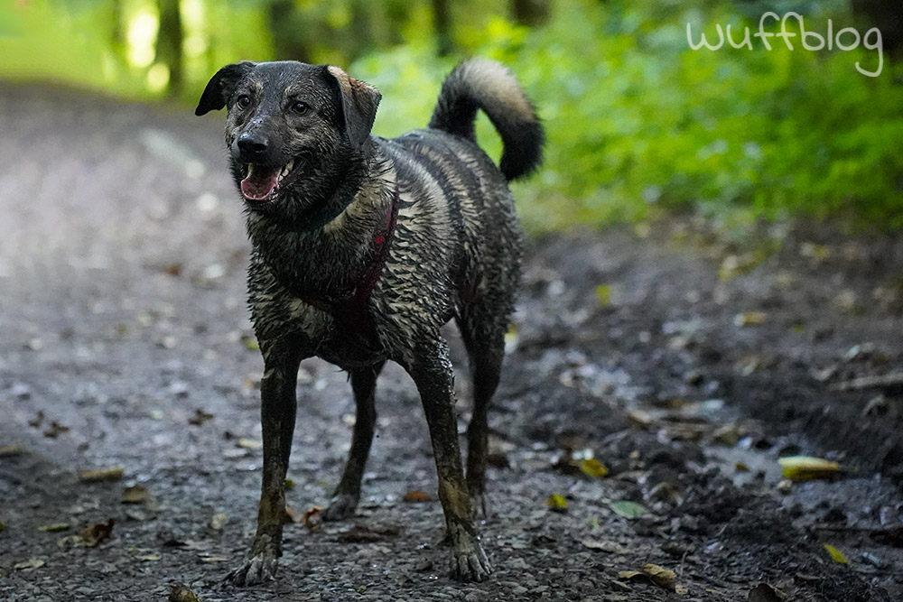 Bonnie im Matsch