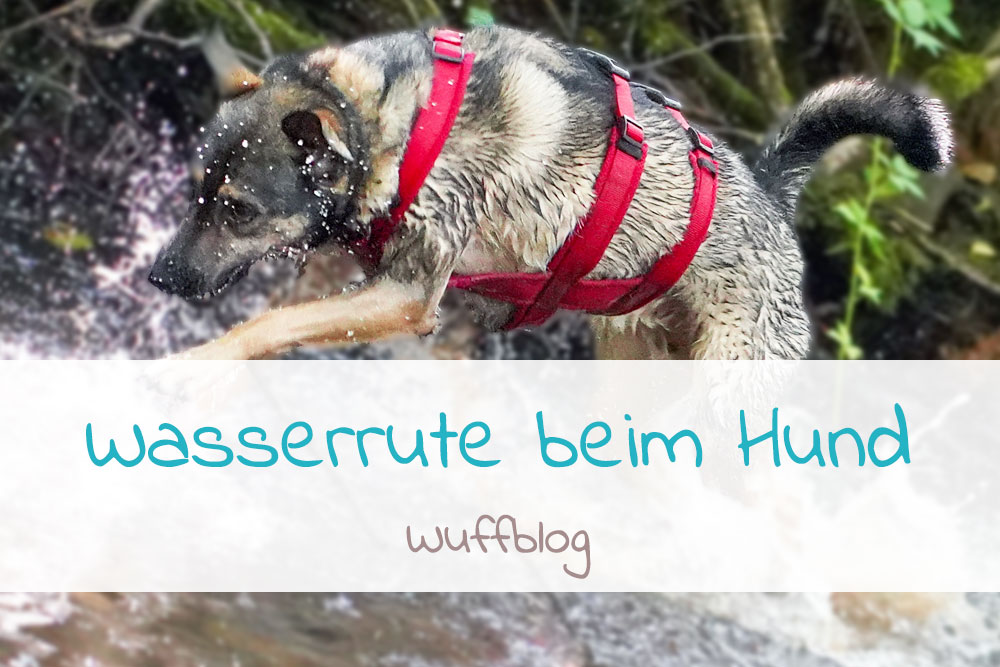 Wasserrute beim Hund