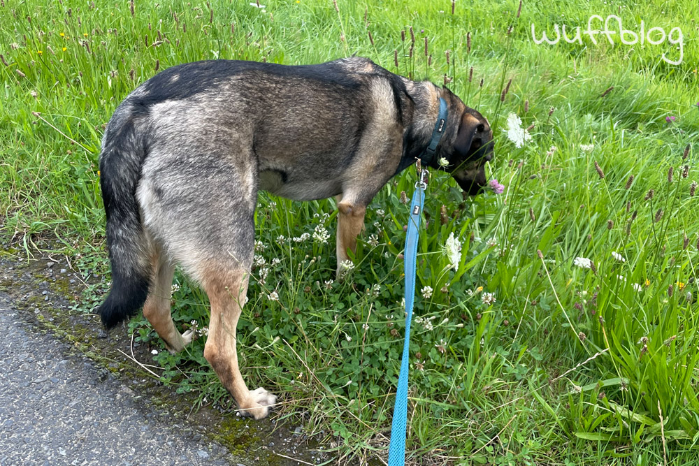 Wasserrute beim Hund