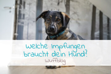 Welche Impfungen braucht dein Hund?